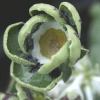 Auricula Daphnis - Abriachan Nurseries